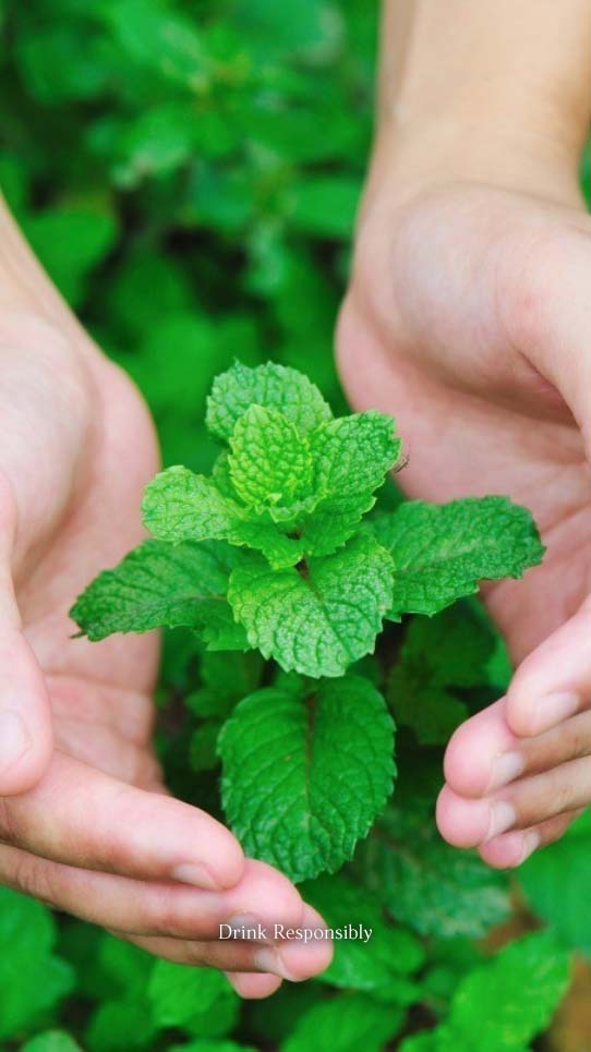 Grow Mint At Home