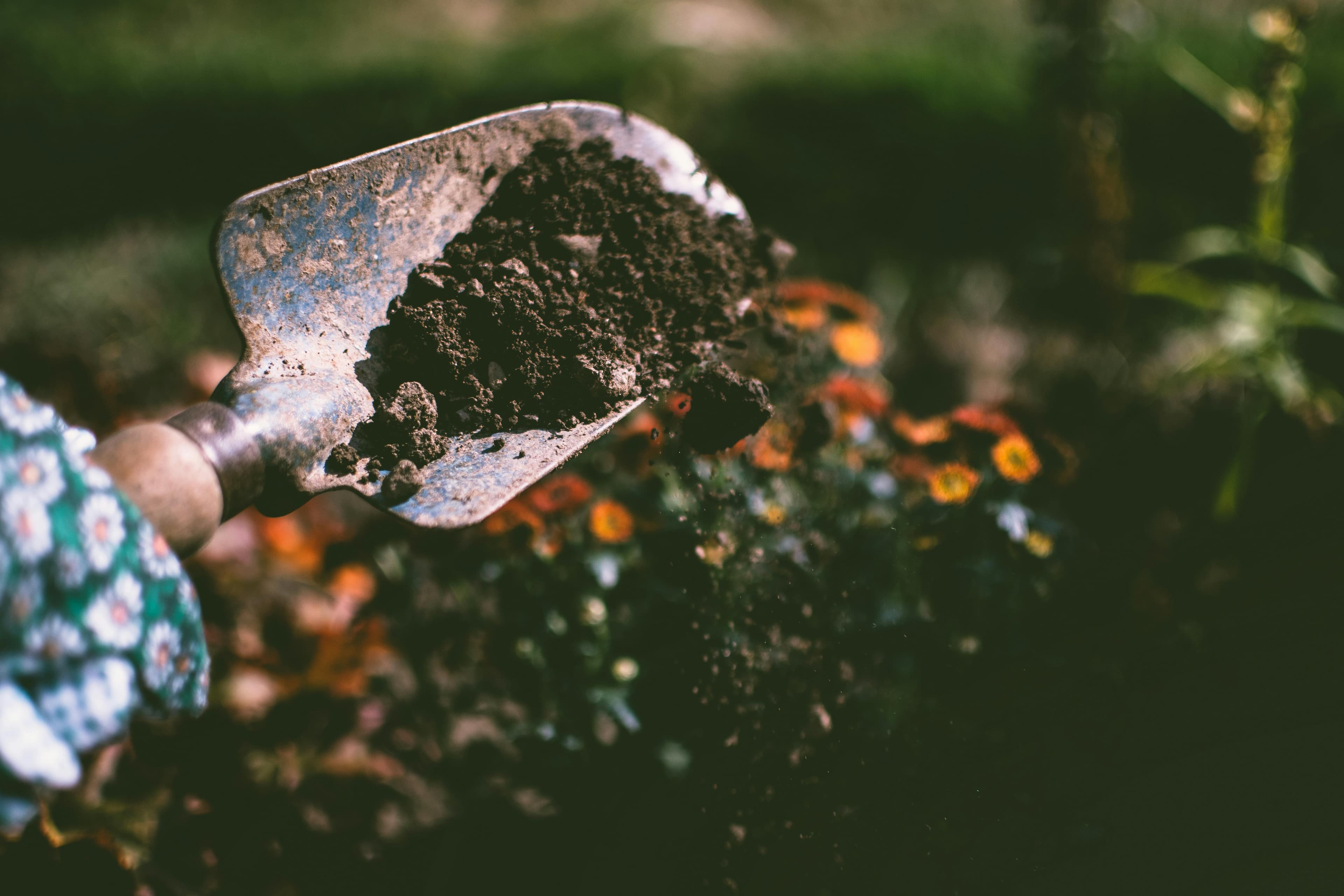 How to Start a Home Garden for Fresh Cocktail Ingredients: A Beginner’s Guide