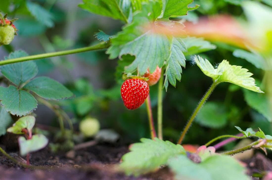 Bartender’s Garden: A Step-by-Step Guide To Growing Herbs For Cocktails