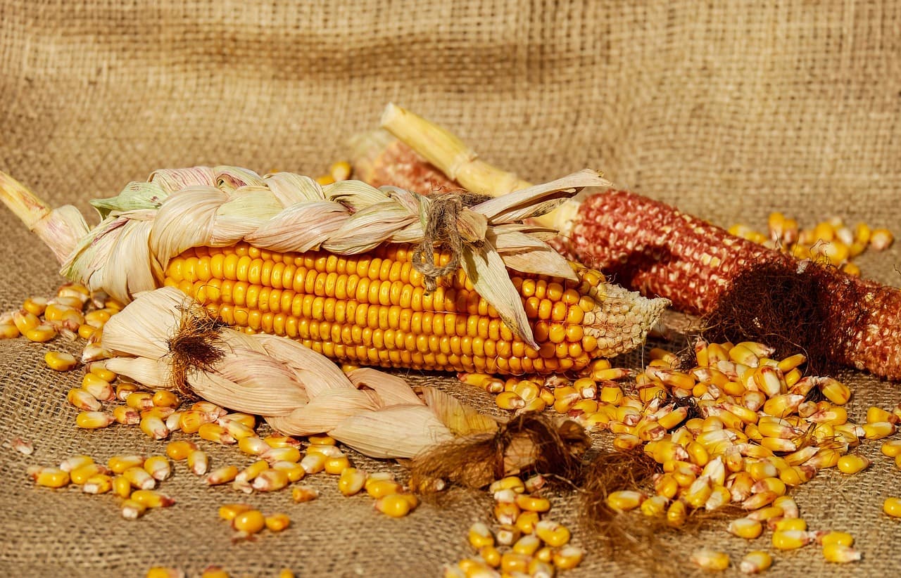 corn kernel garnish