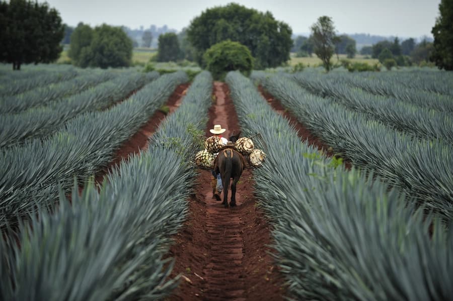 A Journey Through Tequila From Blanco To Añejo 