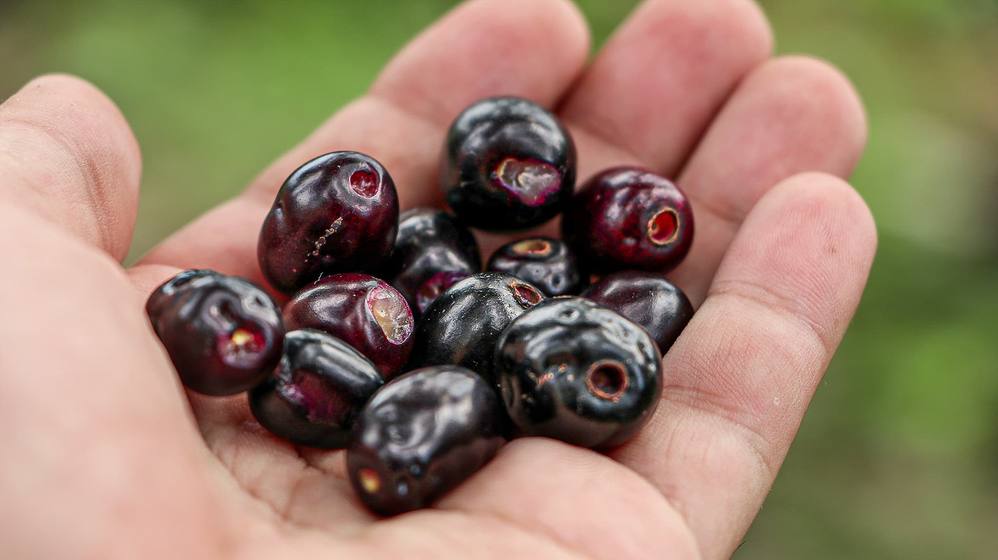 Six Jamun Drinks To Refresh Your Palate In Summer 
