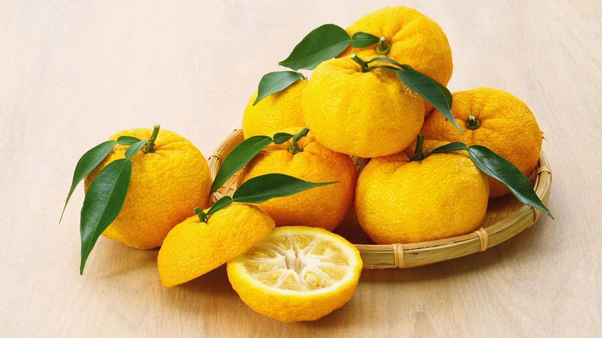 Perfect Welcome drink, yangdup lama