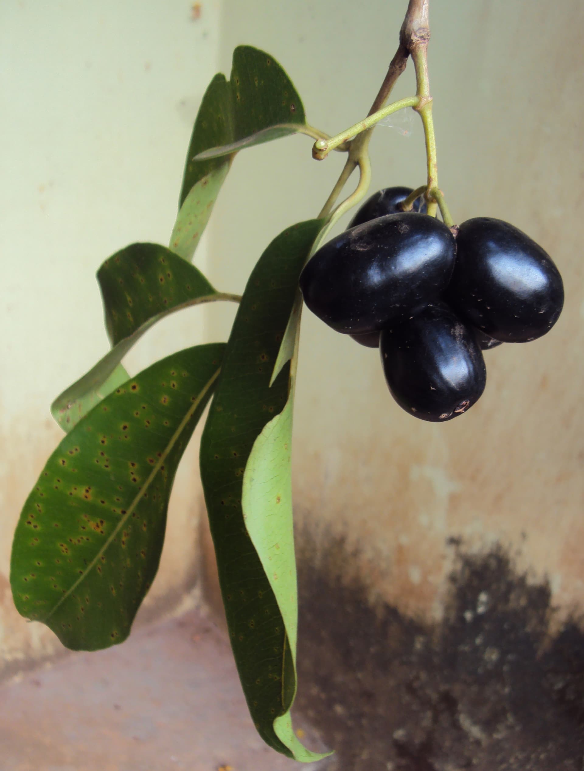 Six Jamun Drinks To Refresh Your Palate In Summer